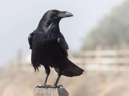 Ravens