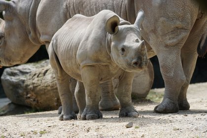 Rhinos: Ancient Animals At Risk