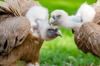 Vultures