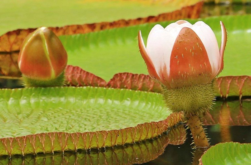 Wetland Conservation