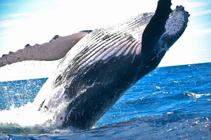 Whales Facing Multiple Threats