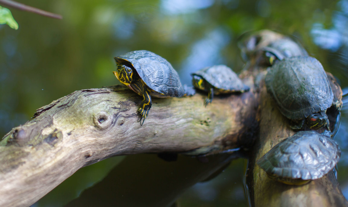 Help Turtles & Tortoises