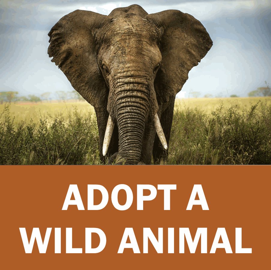 World Animal Foundation