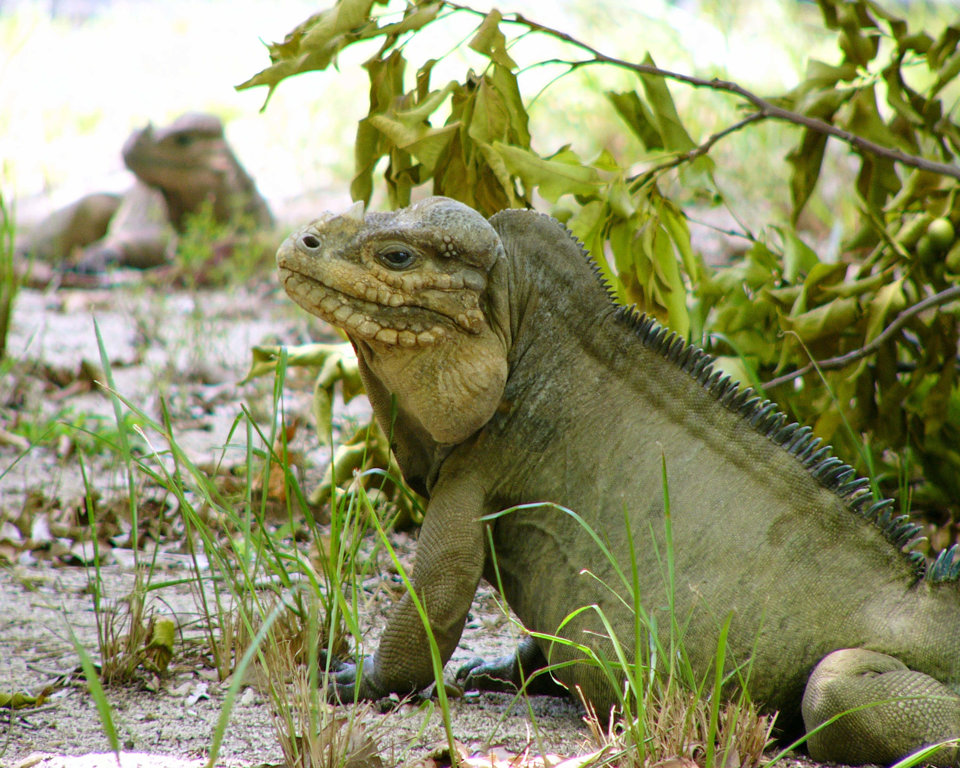 Reptiles - Wild Animals News & Facts
