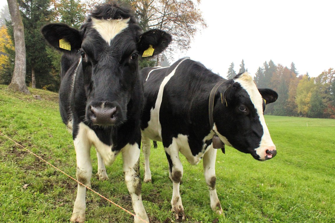 Cows & Cattle - Farm Animals Facts & News