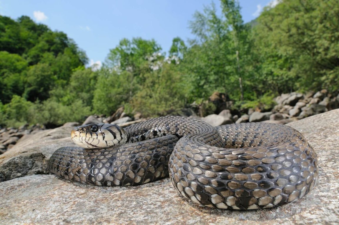 snake animal anaconda