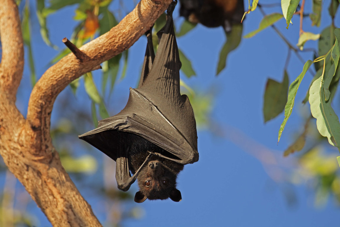 Bats - Wild Animals News & Facts