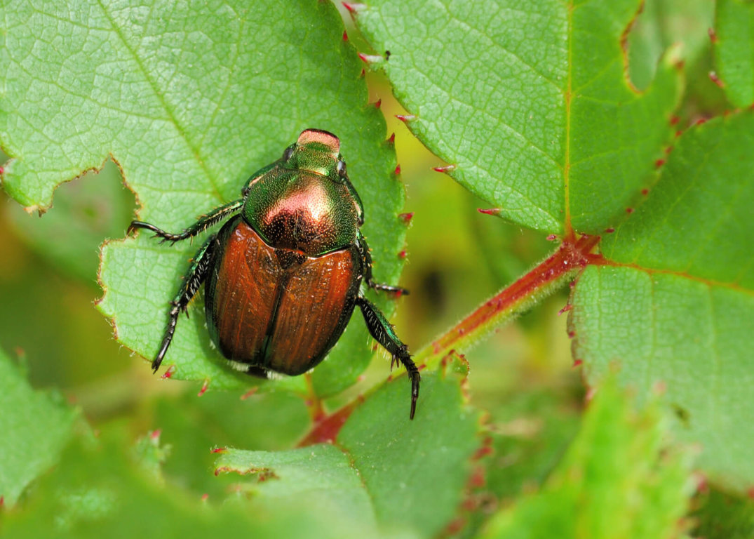 Beetles - Wild Animals News & Facts