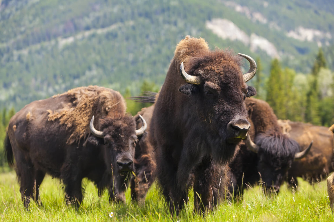 Bison - Wild Animals News & Facts