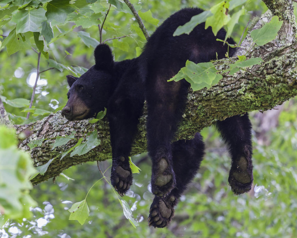 Black Bears - Wild Animals News & Facts
