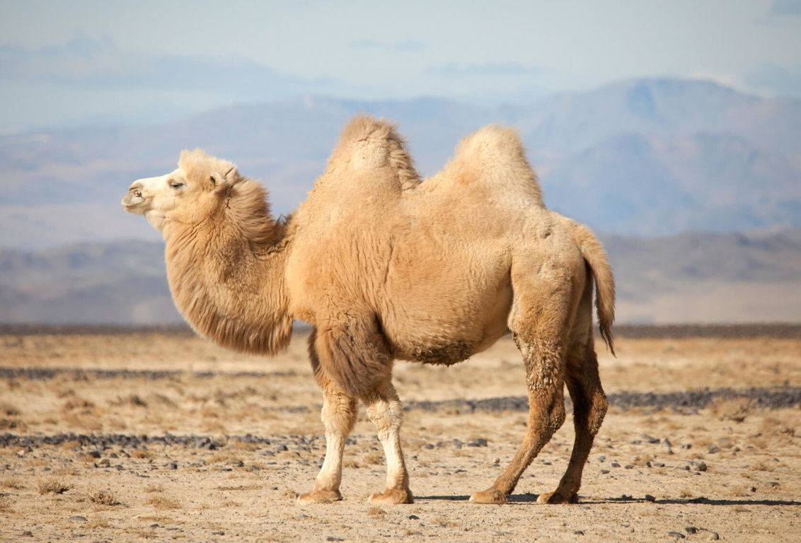 Camels - Wild Animals News & Facts by World Animal Foundation