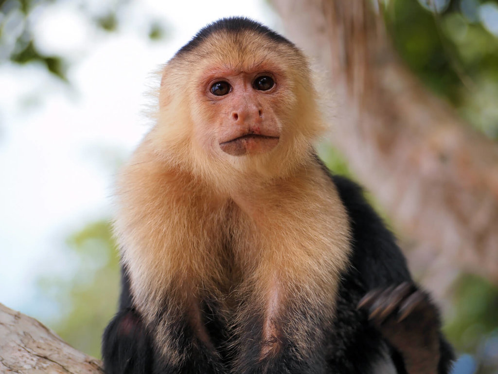 Full Grown Capuchin Monkeys