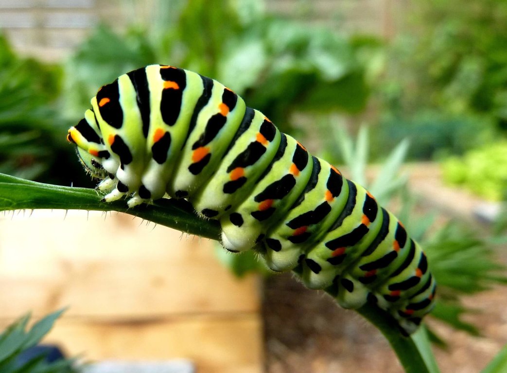 How long do caterpillars live in captivity