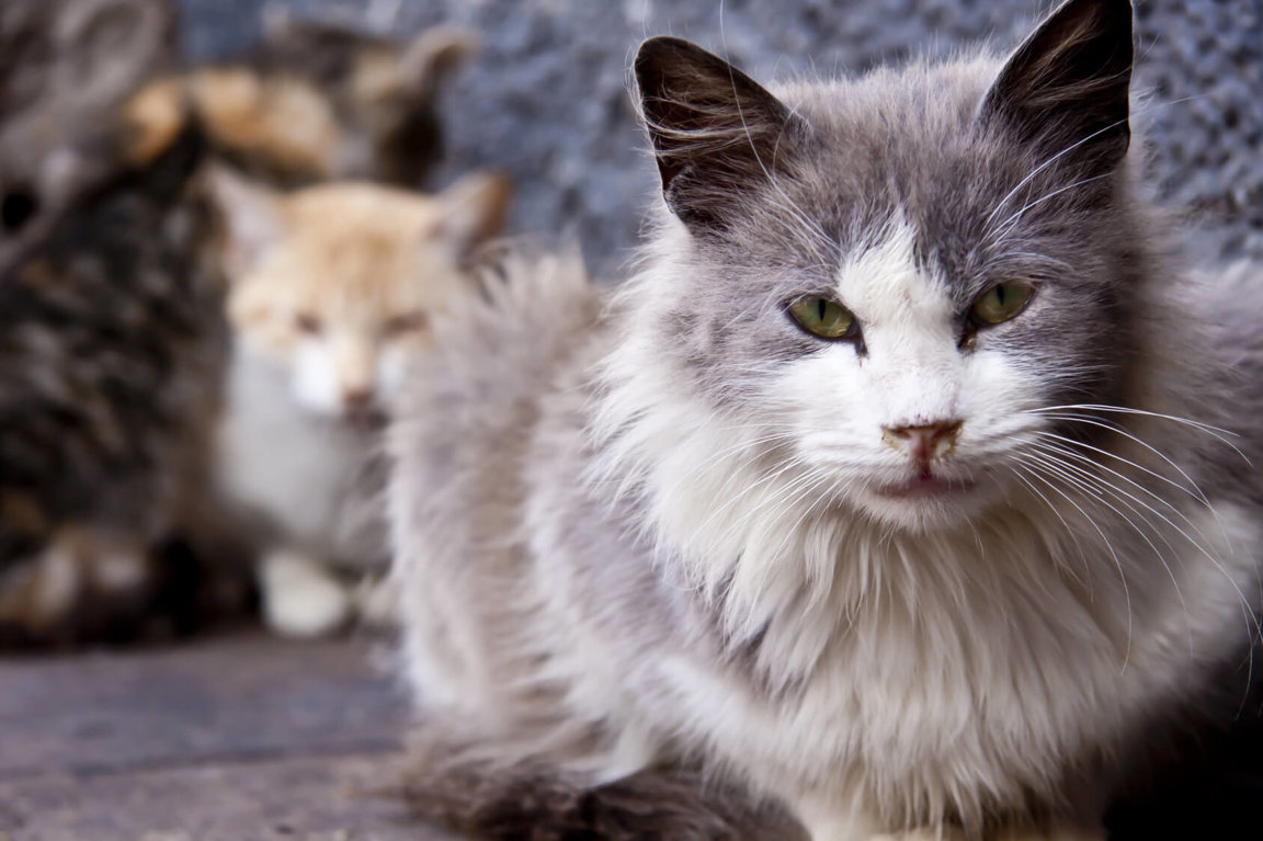 The Truth About Feral Cats - Companion Animals News & Facts