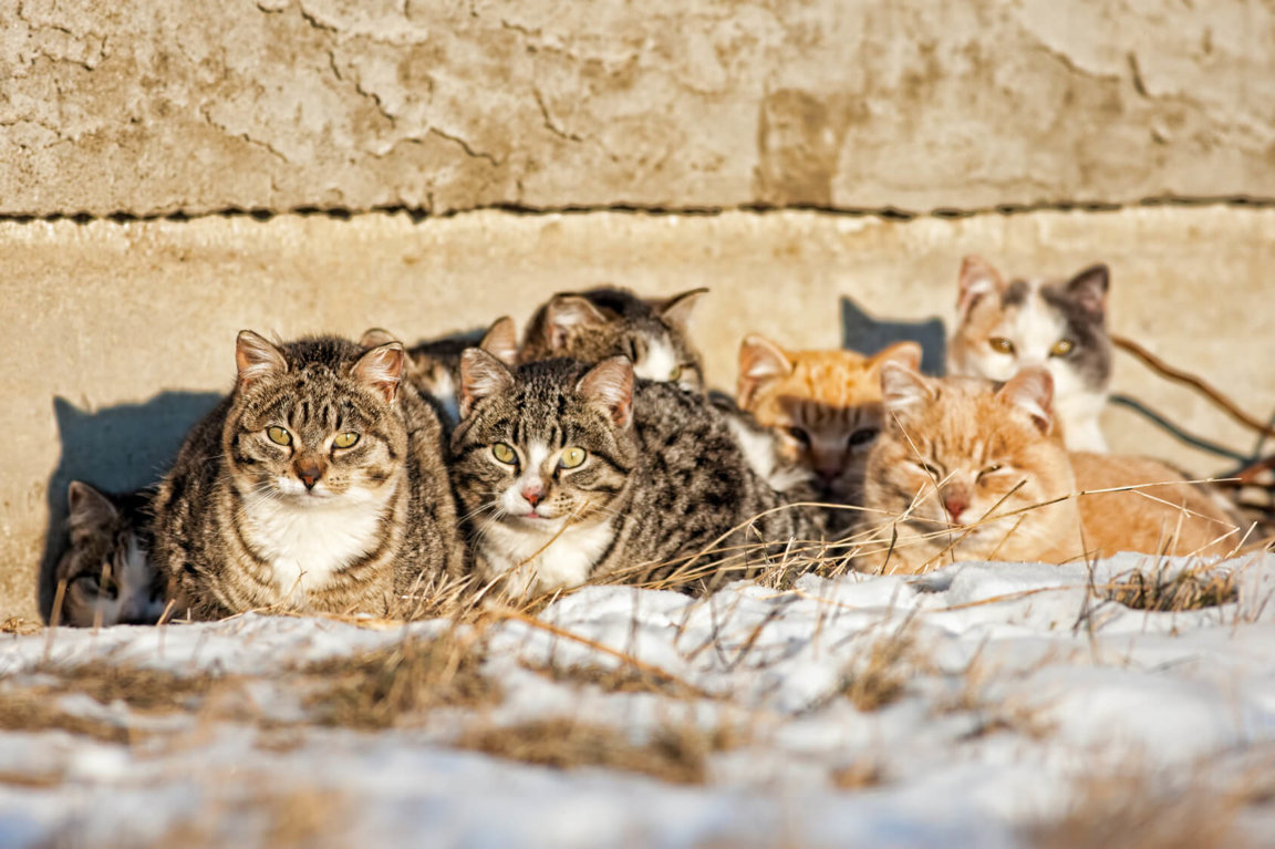 Do Feral Cats Live Miserable Lives Companion Animals News Facts By World Animal Foundation