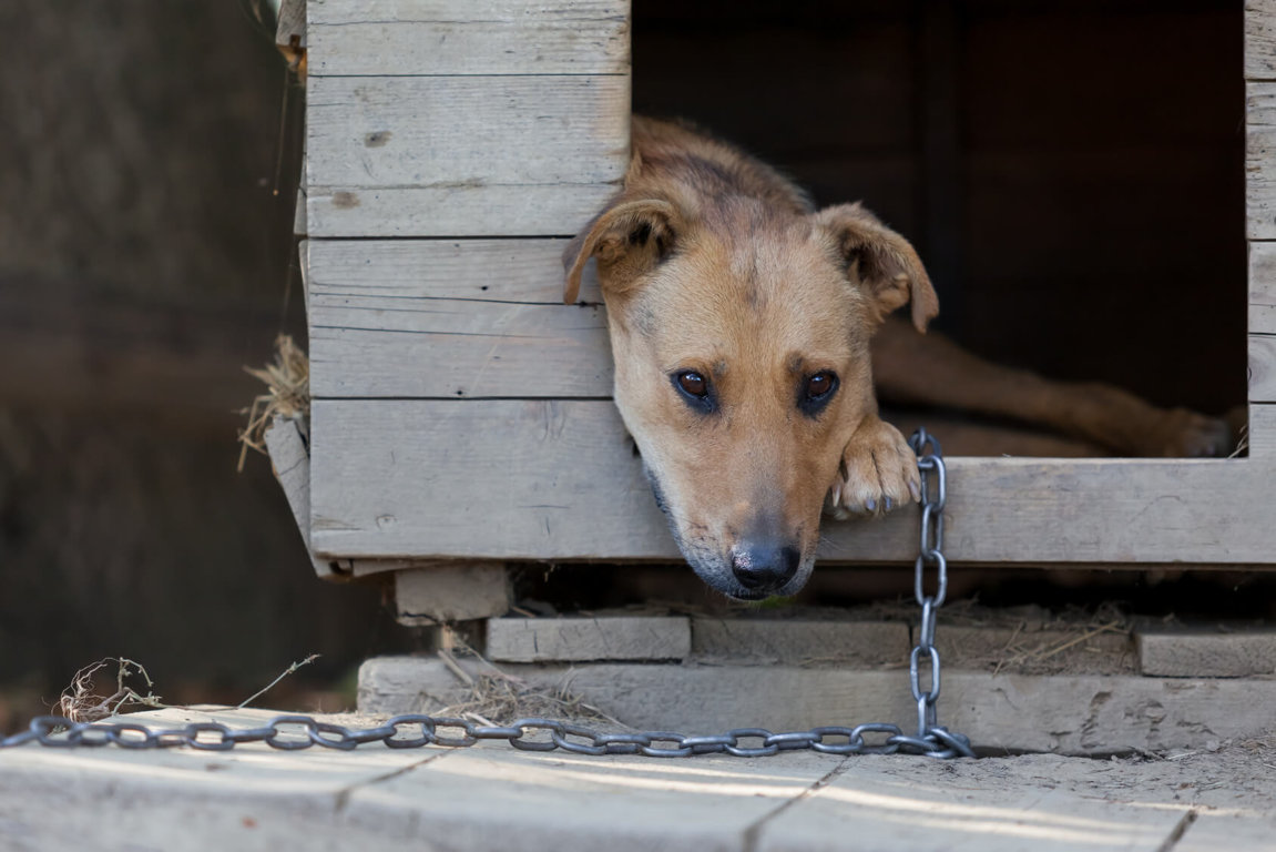 Dog tethered deals