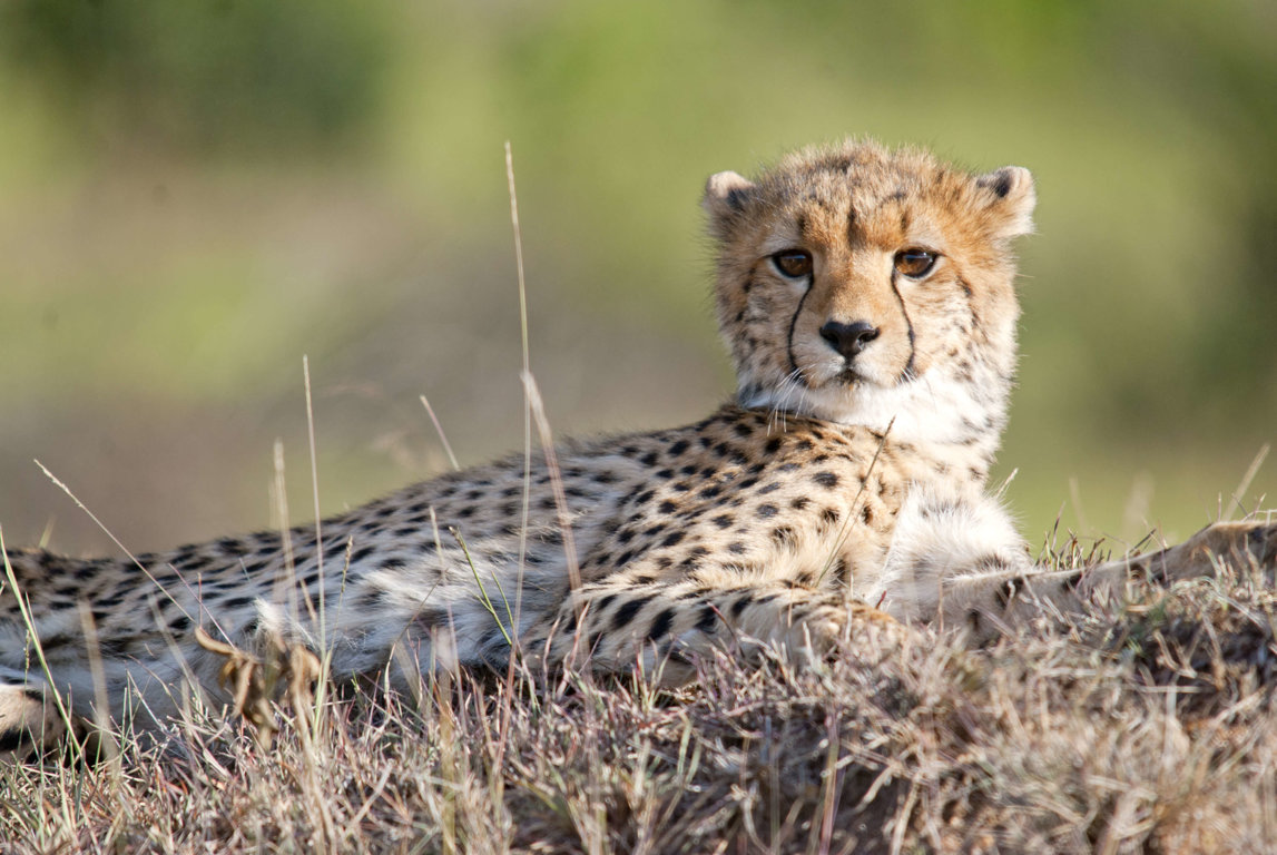 Cheetahs - Wild Animals News & Facts
