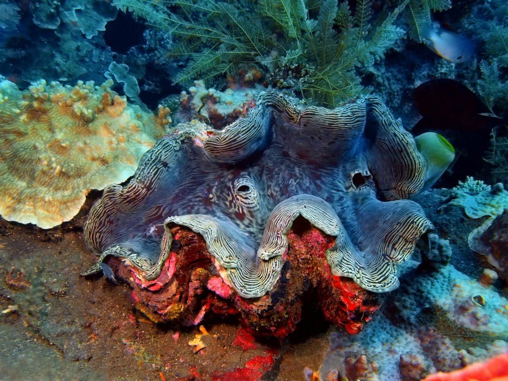clam habitat facts