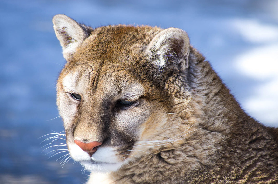 Cougars - Wild Animals News & Facts