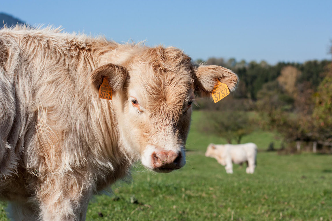 Animal Agriculture Causing Extinctions - Farm Animals Facts & News