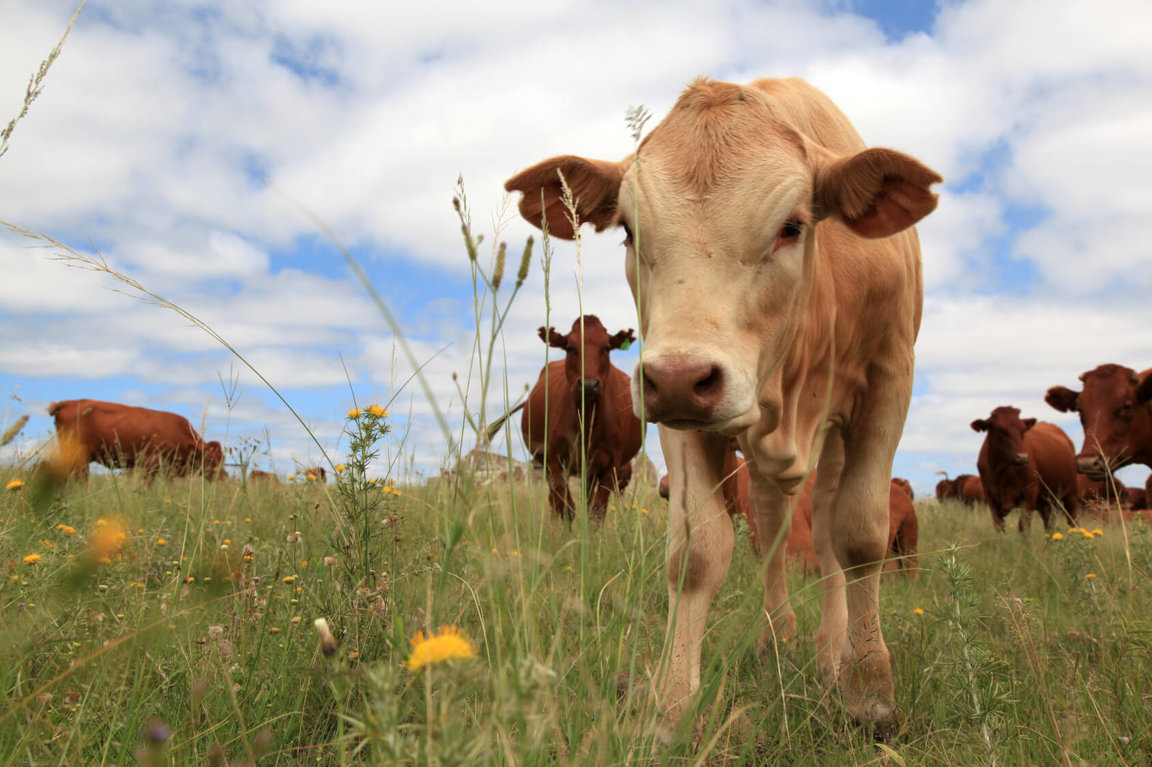 Environmental Implications Of Animal Agriculture