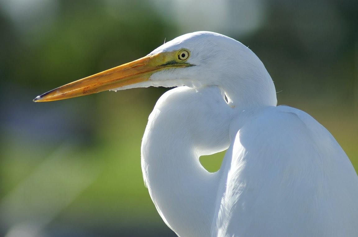 Cranes Wild Animals News Facts By World Animal Foundation