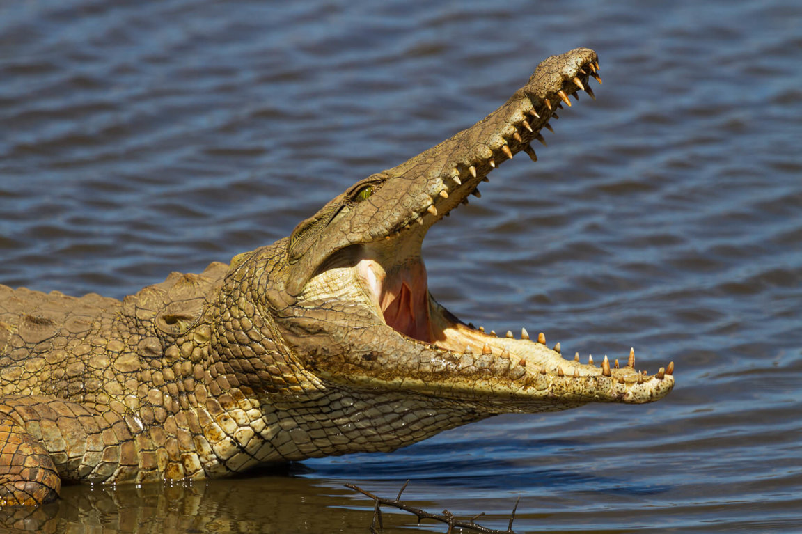 Crocodiles - Wild Animals News & Facts