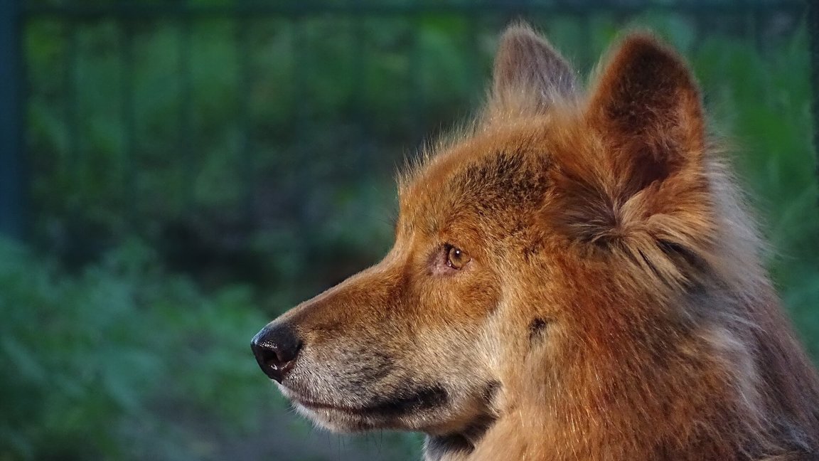 Installation Specialitet anden Dingoes - Wild Animals News & Facts by World Animal Foundation