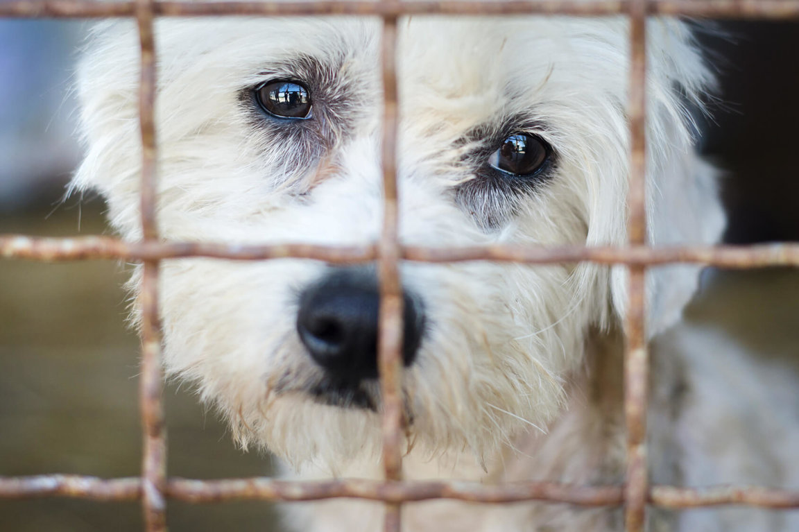 what is wrong with puppy mills