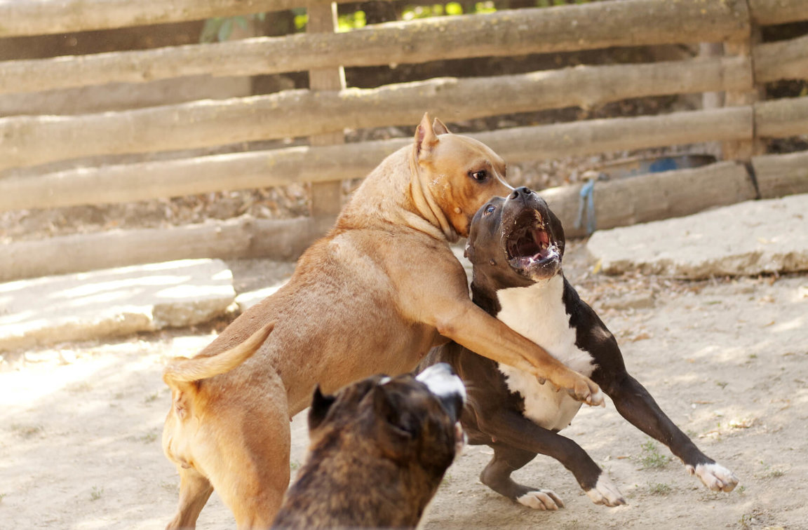 how can we help stop dog fighting