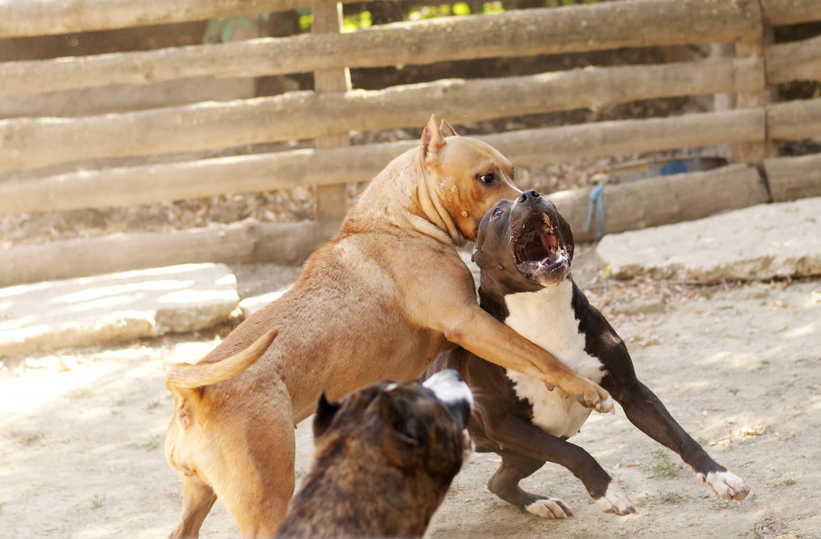 illegal dog fighting