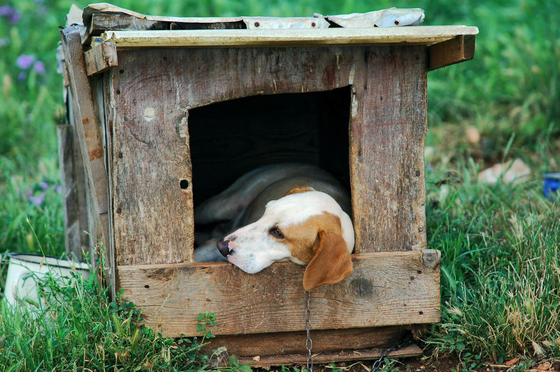 is keeping a dog in a kennel abuse