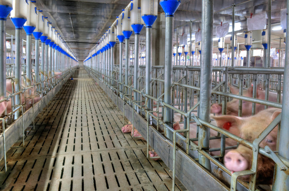 Intensive animal farming facts information