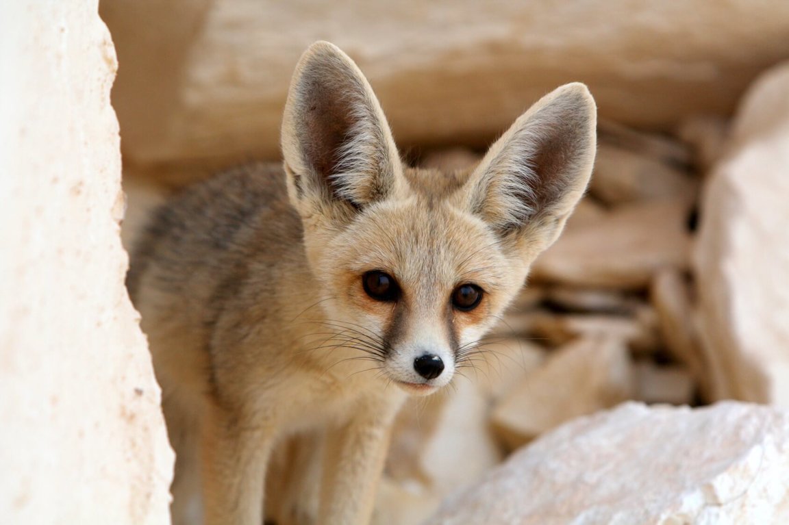 can fennec fox breed with dogs