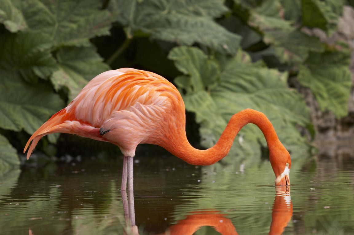 Flamingos Wild Animals News & Facts