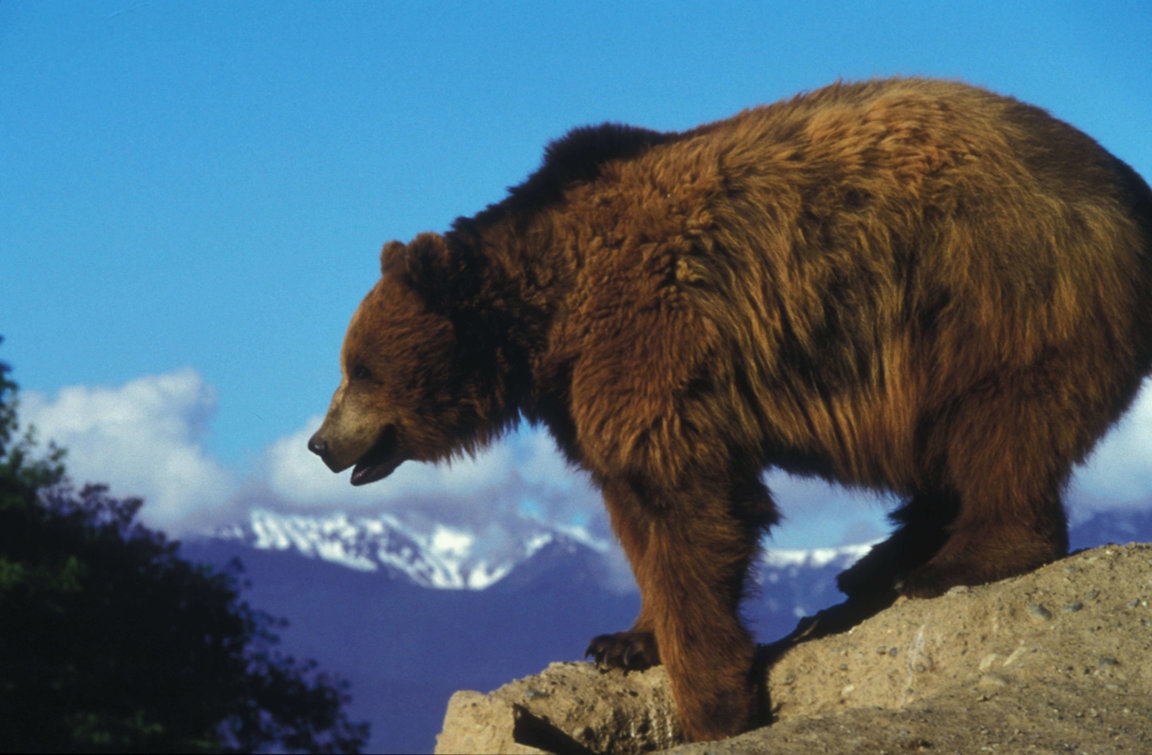 Animal Facts: Grizzly bear