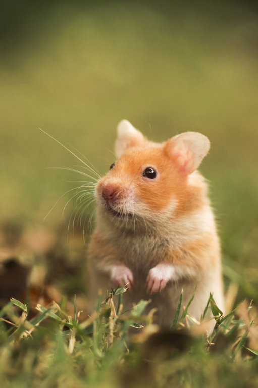 Animals similar clearance to hamsters