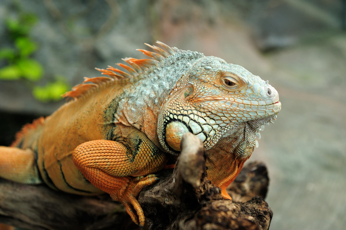 Need some advice - rescued a young lizard from a glue trap, how to