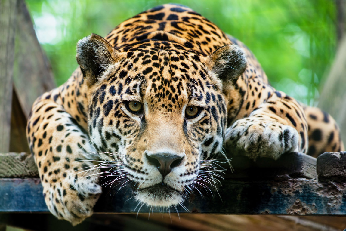 Jaguars Struggle For Survival - Wild Earth News & Facts