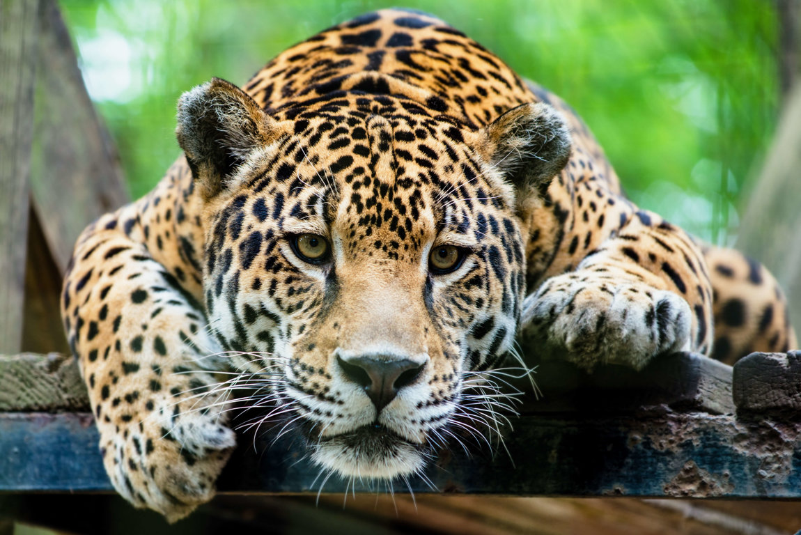 Animal jaguar Amazon Rainforest