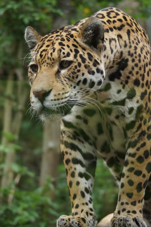 Jaguars Wild Animals News Facts By World Animal Foundation