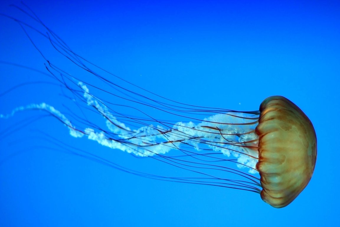 Jellyfish - Wild Animals News & Facts