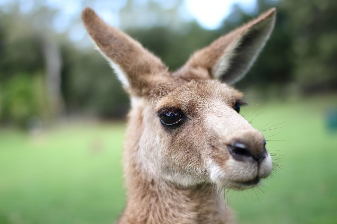 Kangaroos - Wild Animals News & Facts