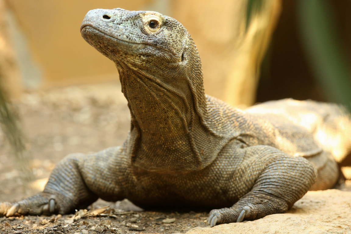 Komodo Dragons - Wild Animals News & Facts