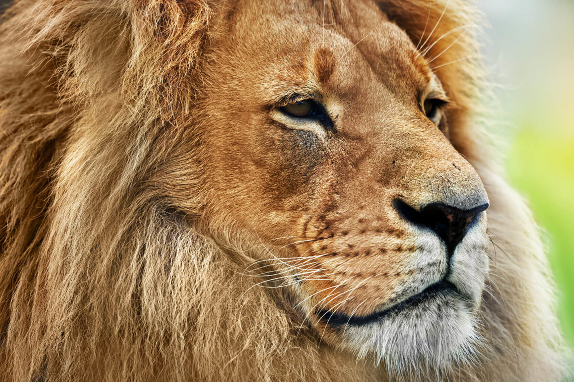 Lions - Wild Animals News & Facts