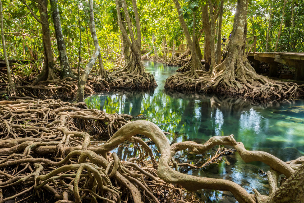 Tropical Mangrove Forest