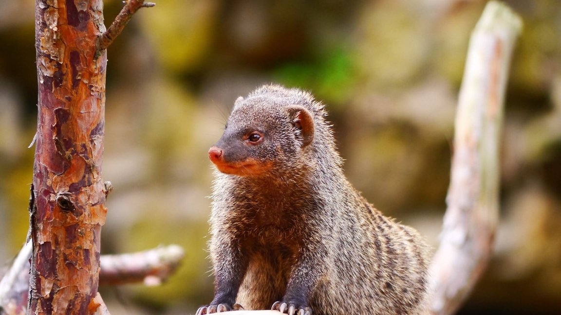 Mongooses - Wild Animals News & Facts