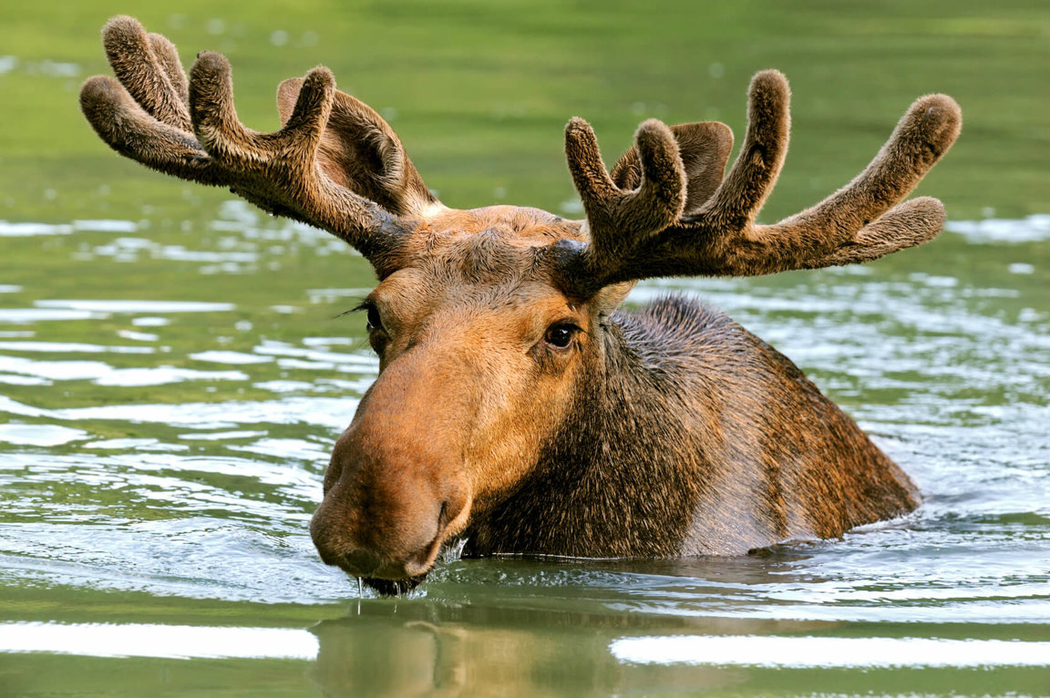 Adopt a moose.