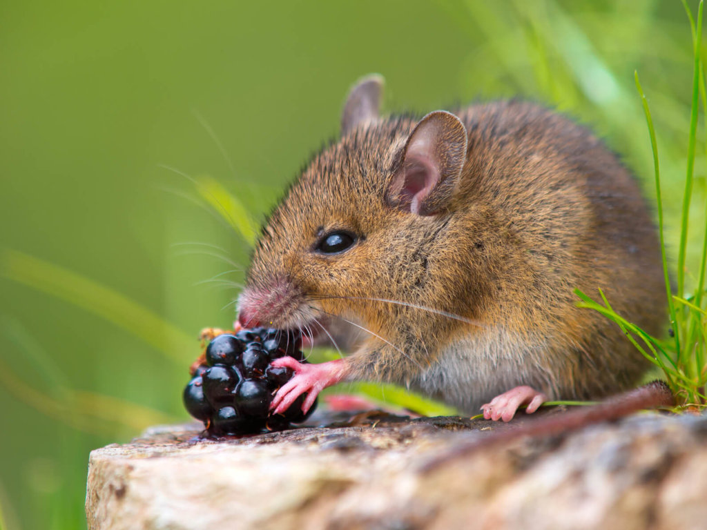 Mice - Companion Animals News & Facts by World Animal Foundation