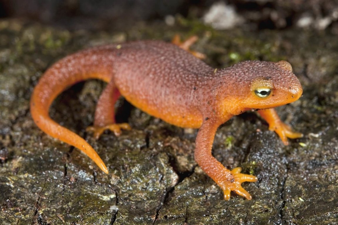 Newts - Wild Animals News & Facts by World Animal Foundation